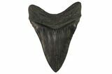 Fossil Megalodon Tooth - South Carolina #129489-1